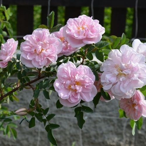 Gärtnerei - Rosa Stanwell Perpetual - weiß - hybrid perpetual rosen - diskret duftend - C. Brown - Wir können ihre großen, gefüllten, gruppenweise blühenden Blüten nach der üppigen Blütezeit im Frühling, am Ende des Sommers wieder bewundern.